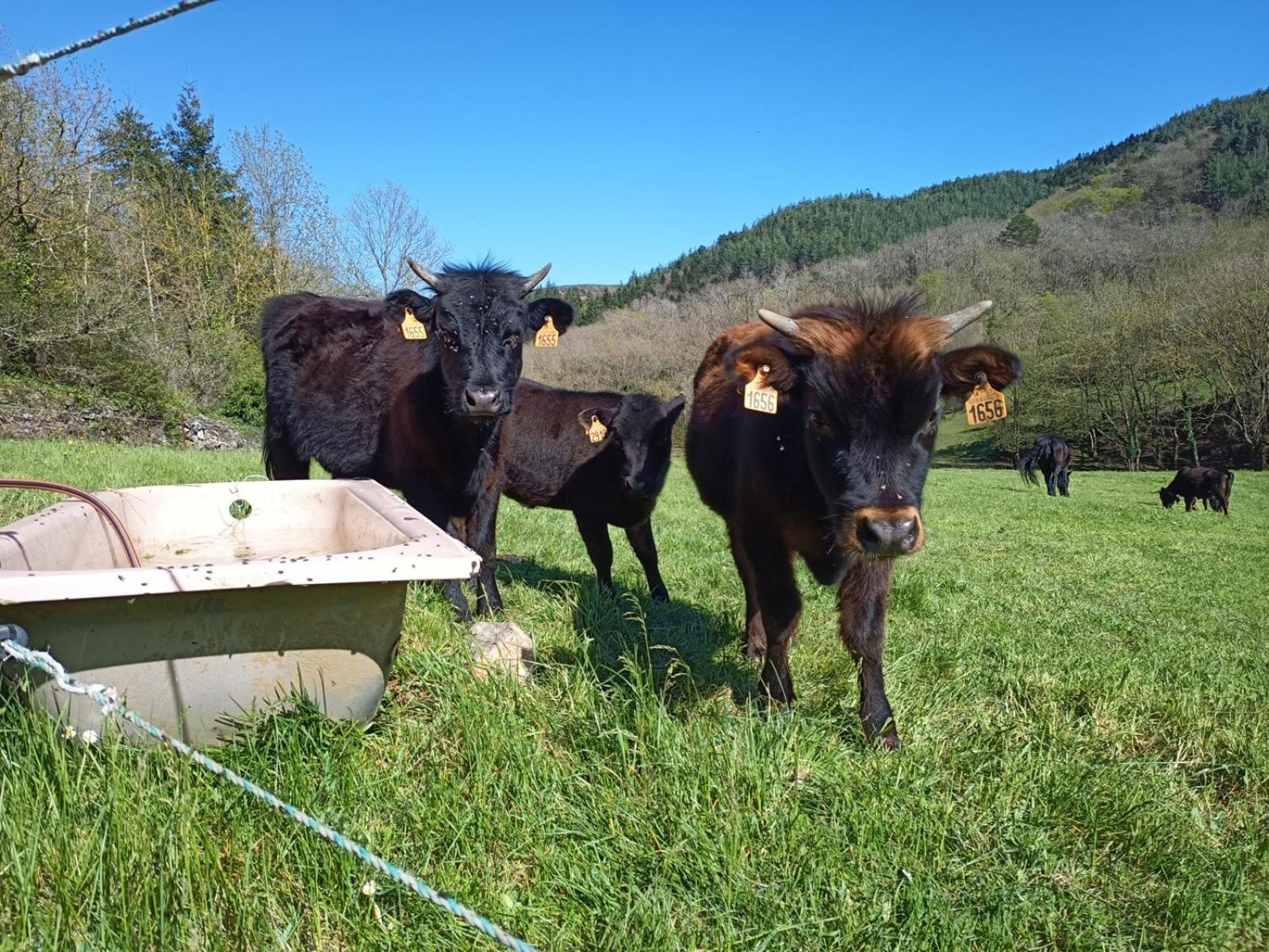 Ferme Les Therondels Saint-Pons-de-Thomieres 外观 照片