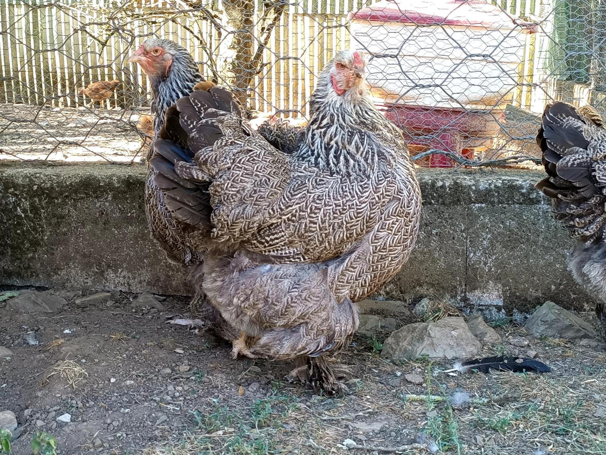 Ferme Les Therondels Saint-Pons-de-Thomieres 外观 照片